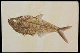 Detailed, Diplomystus Fossil Fish - Wyoming #92899-1
